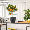 Image de POTS DECO 10 ARDOISE 18860 LECHUZA