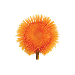 Image de BROSSE TETE LOUP 2024