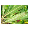 Image de DECIS 66 100ML