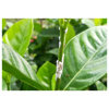 Image de DECIS 66 100ML