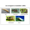 Image de DECIS 66 100ML